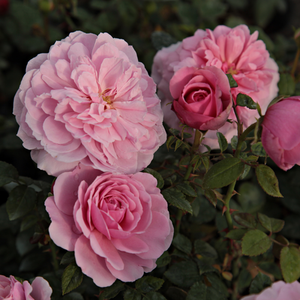Világos rózsaszín - virágágyi floribunda rózsa